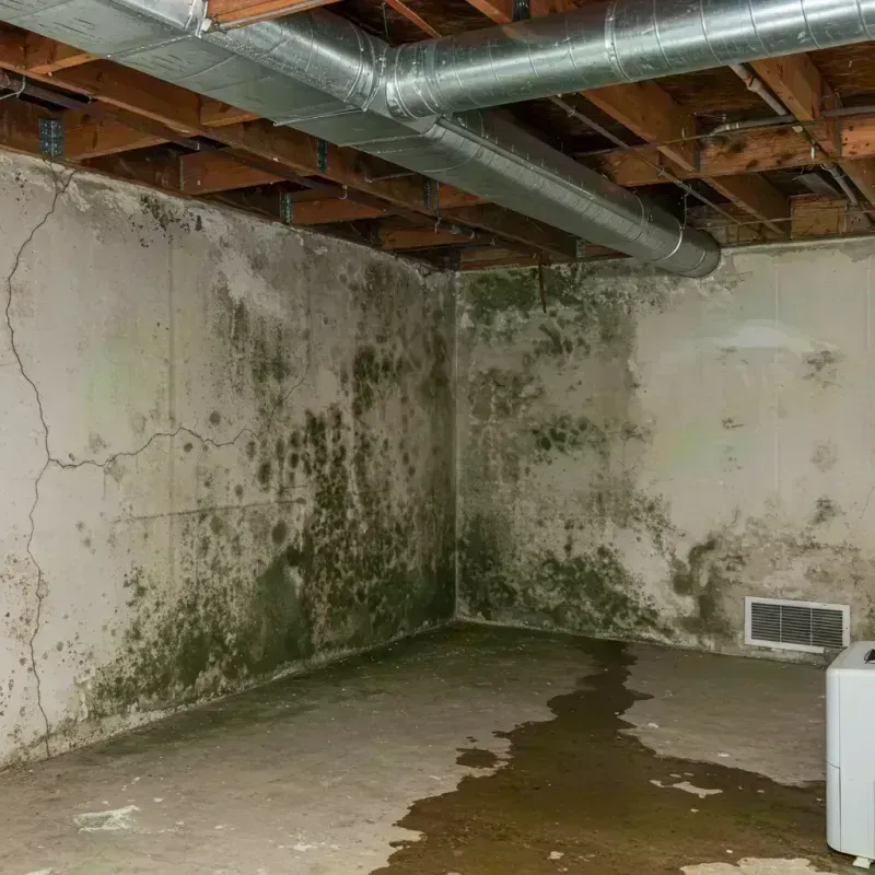 Professional Mold Removal in Bourbonnais, IL